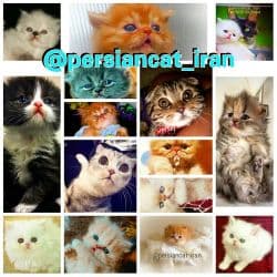 انواع بچه گربه پرشین،اسکاتیش، بریتیش 