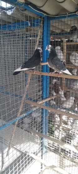 کفتر دهن جور پرشی