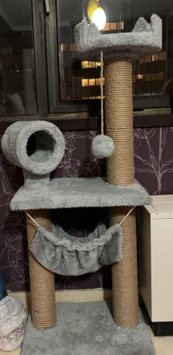 اسکرچر درخت گربه