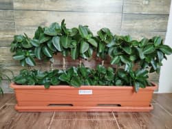 گلدان کالانکوئه لاکچری